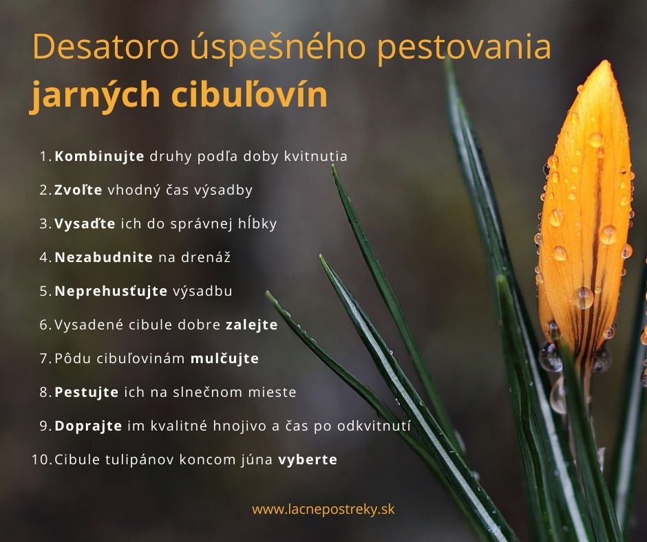 uzgoj proljetnih lukovica