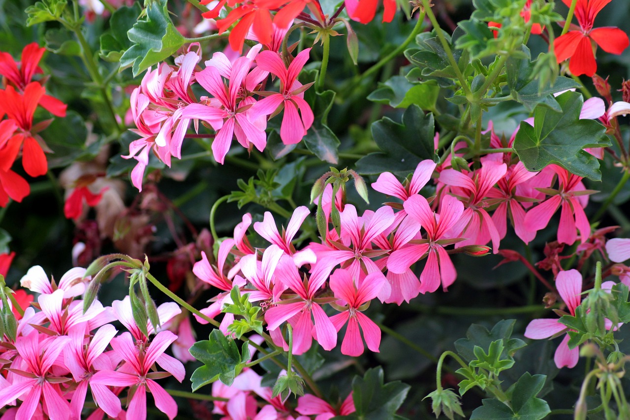 prezimljavanje pelargonija u kutiji