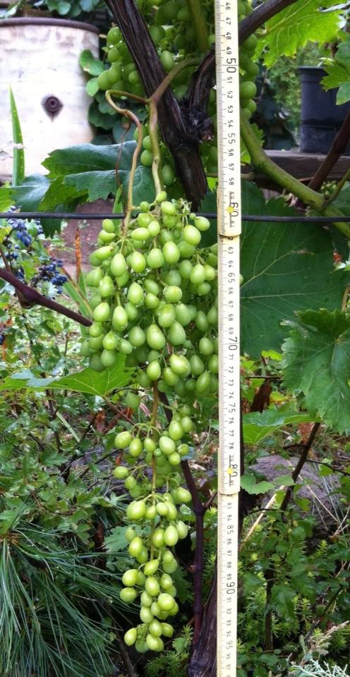 dugi grozd vinove loze