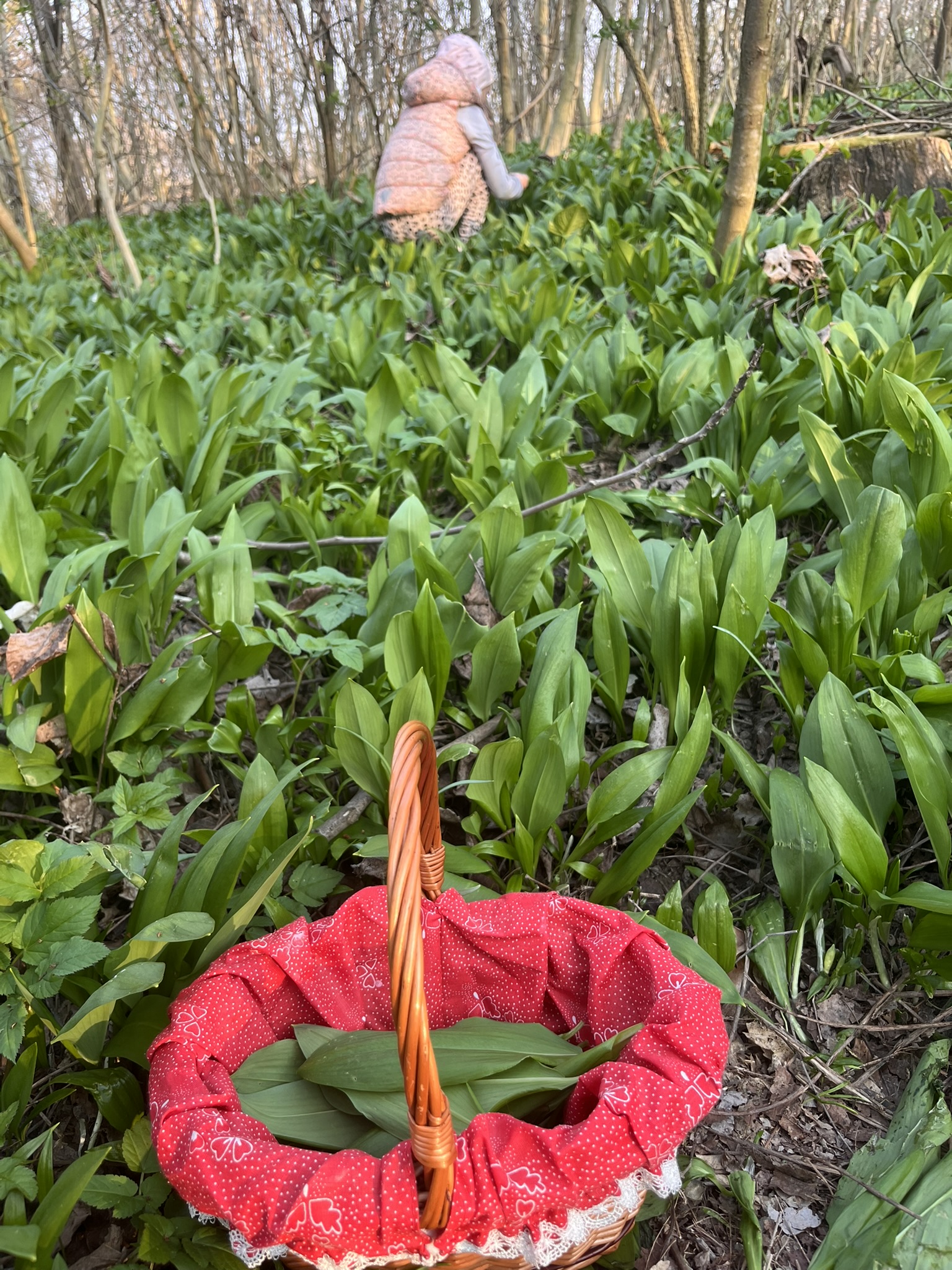 divlji češnjak raste u sjeni
