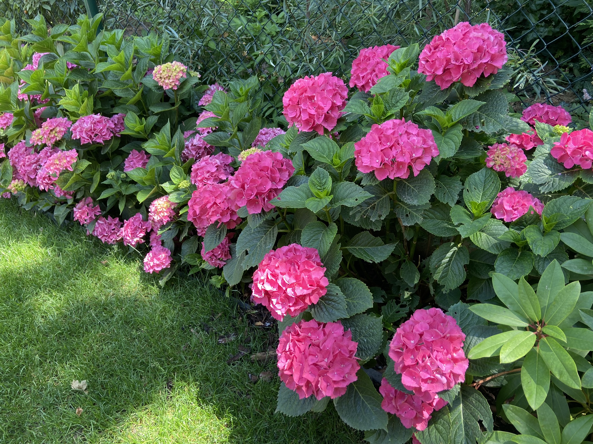 hortenzija viburnum