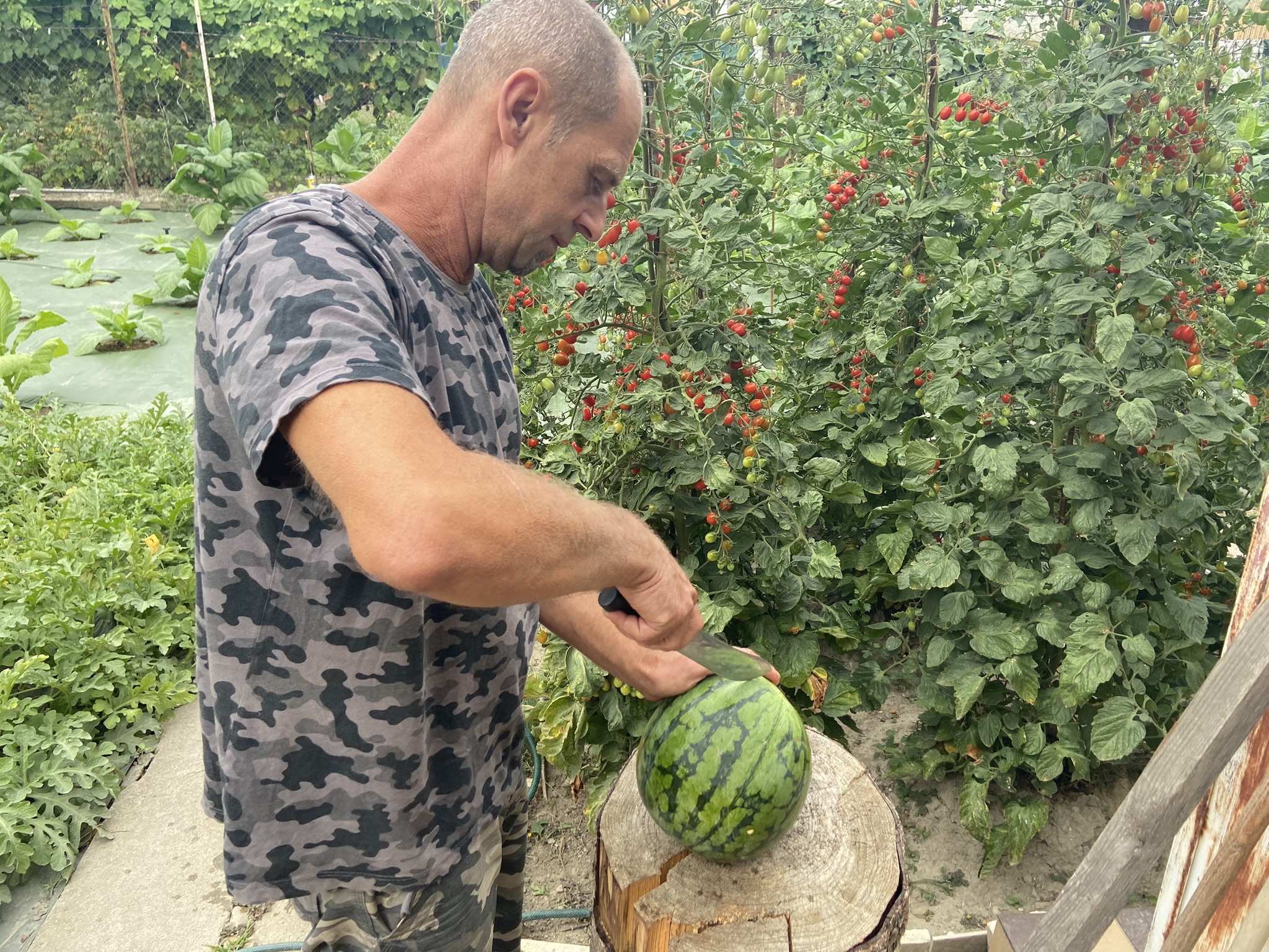 obrezivanje lubenice