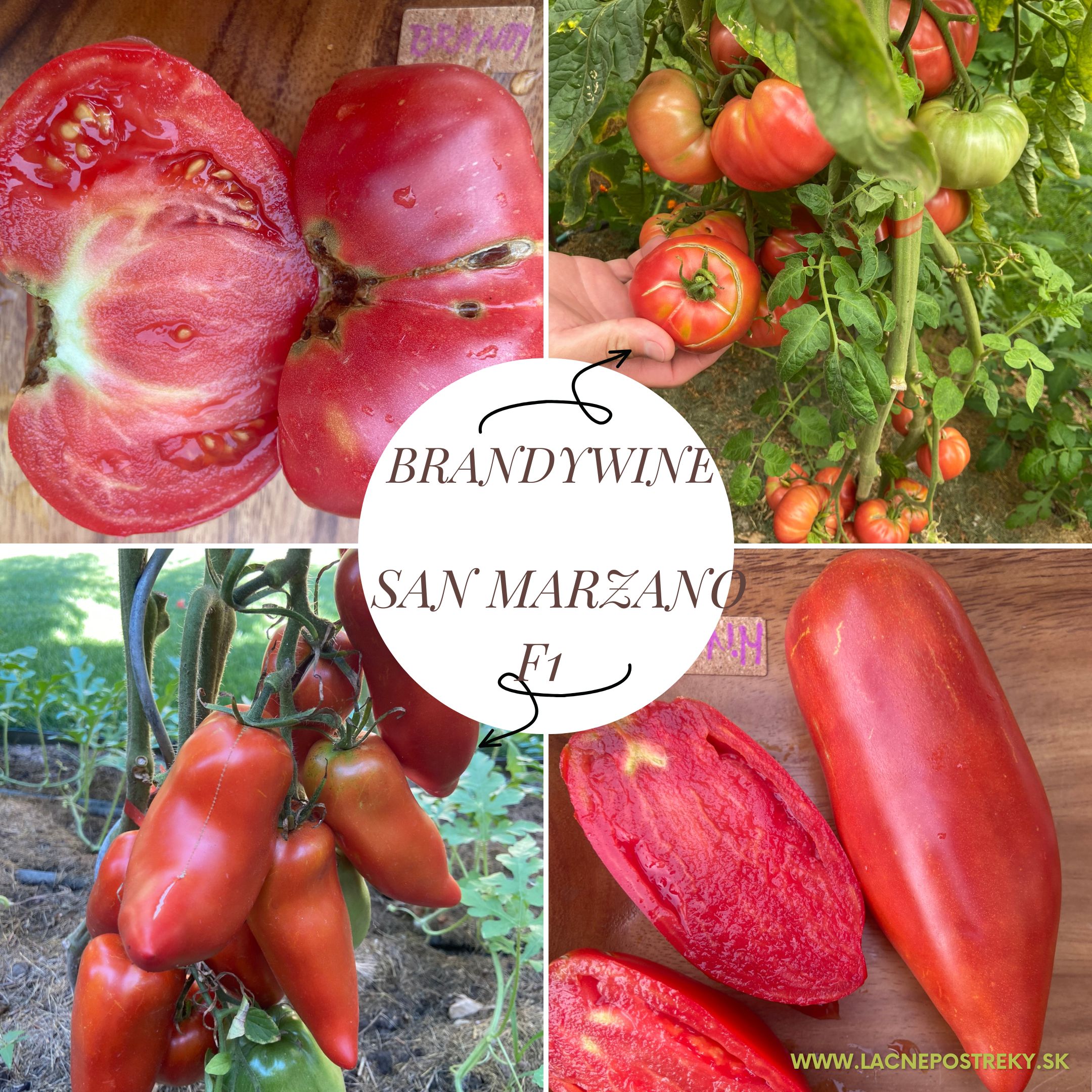 san marzano rajčice i brandywine