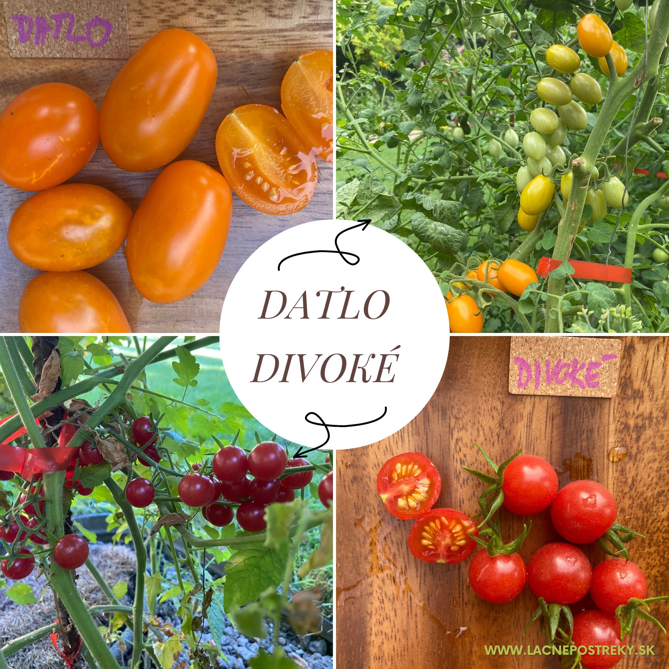 divlje rajčice i datulje