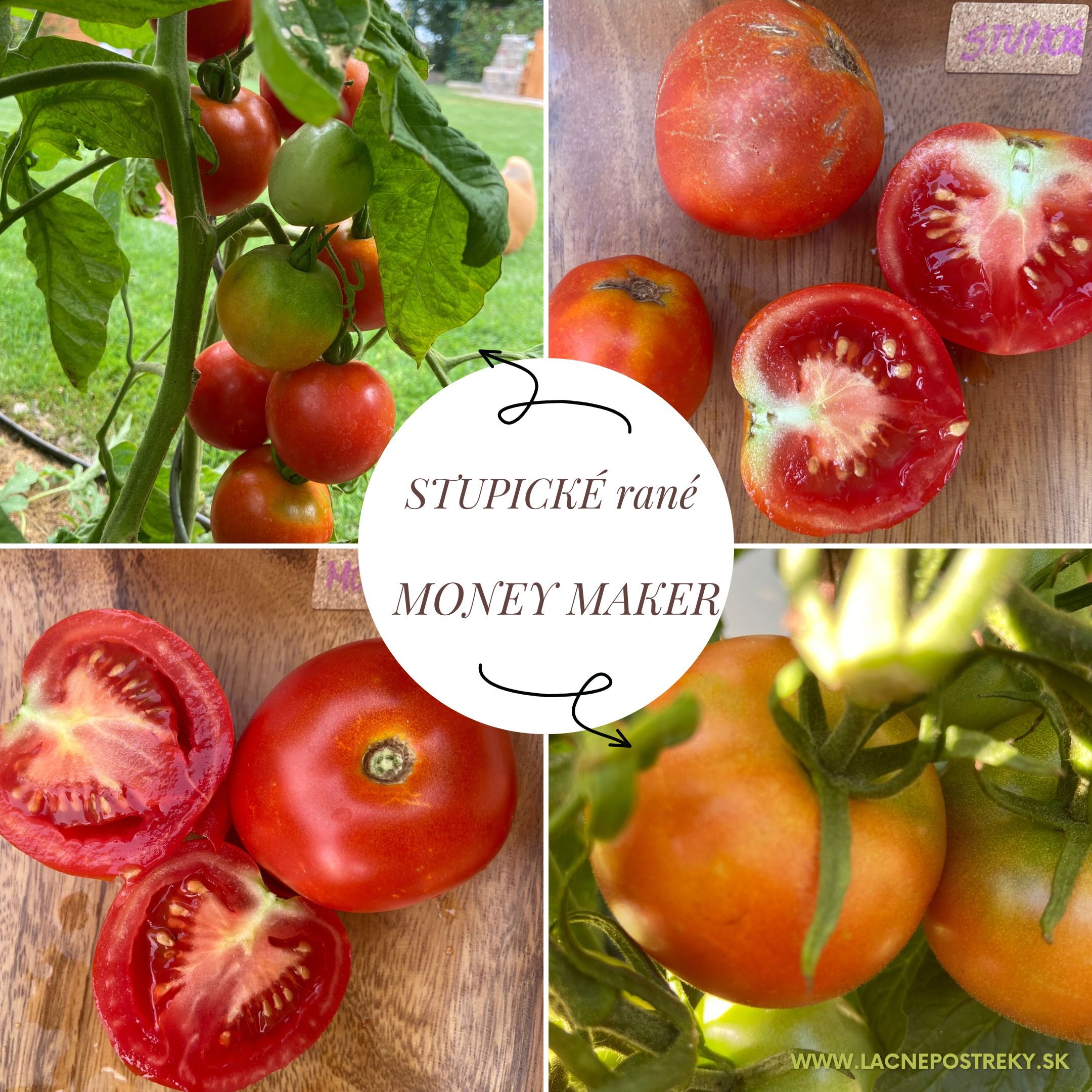 paradajz stupice i novac maker