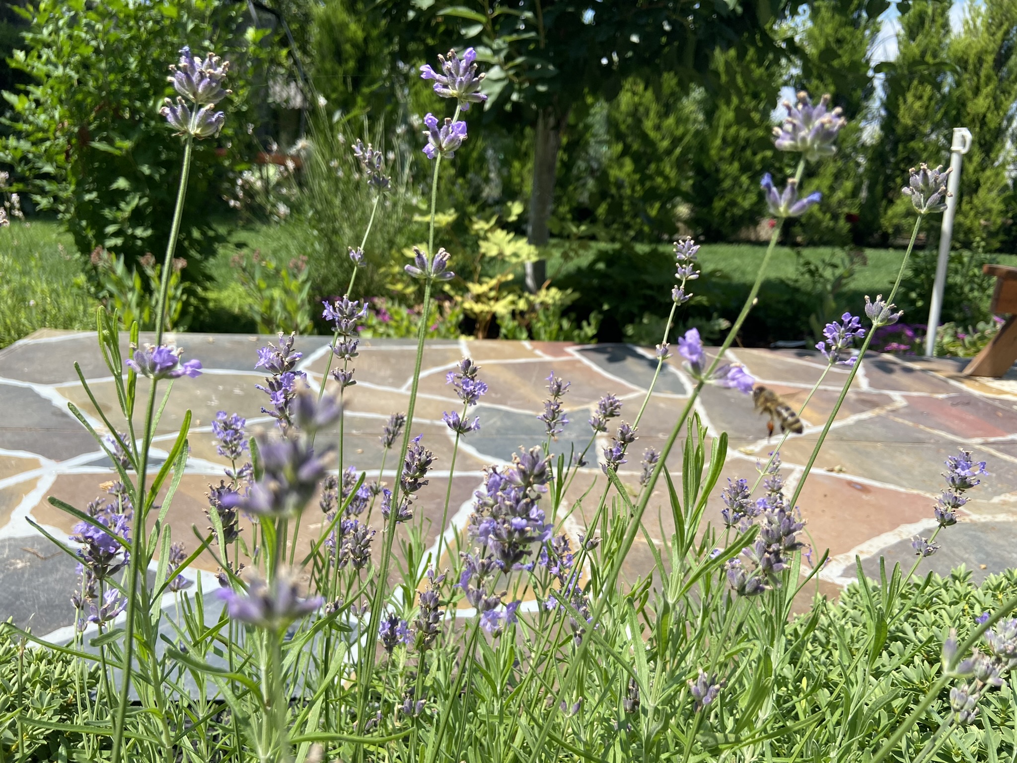 Lavanda u punom cvatu, nakon pravilne rezidbe