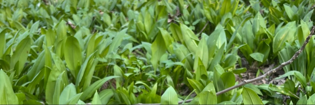 berba divljeg češnjaka u proljeće