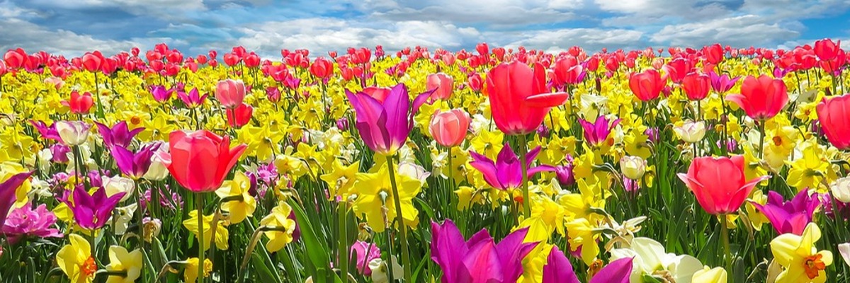 rascvjetale lukovice, narcisi i tulipani na livadi