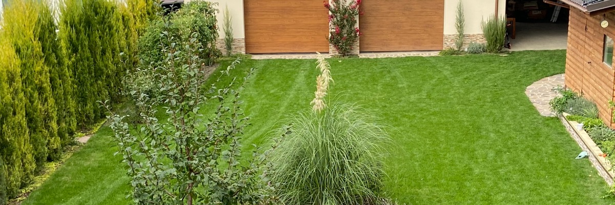 pampas trava na početku cvjetanja