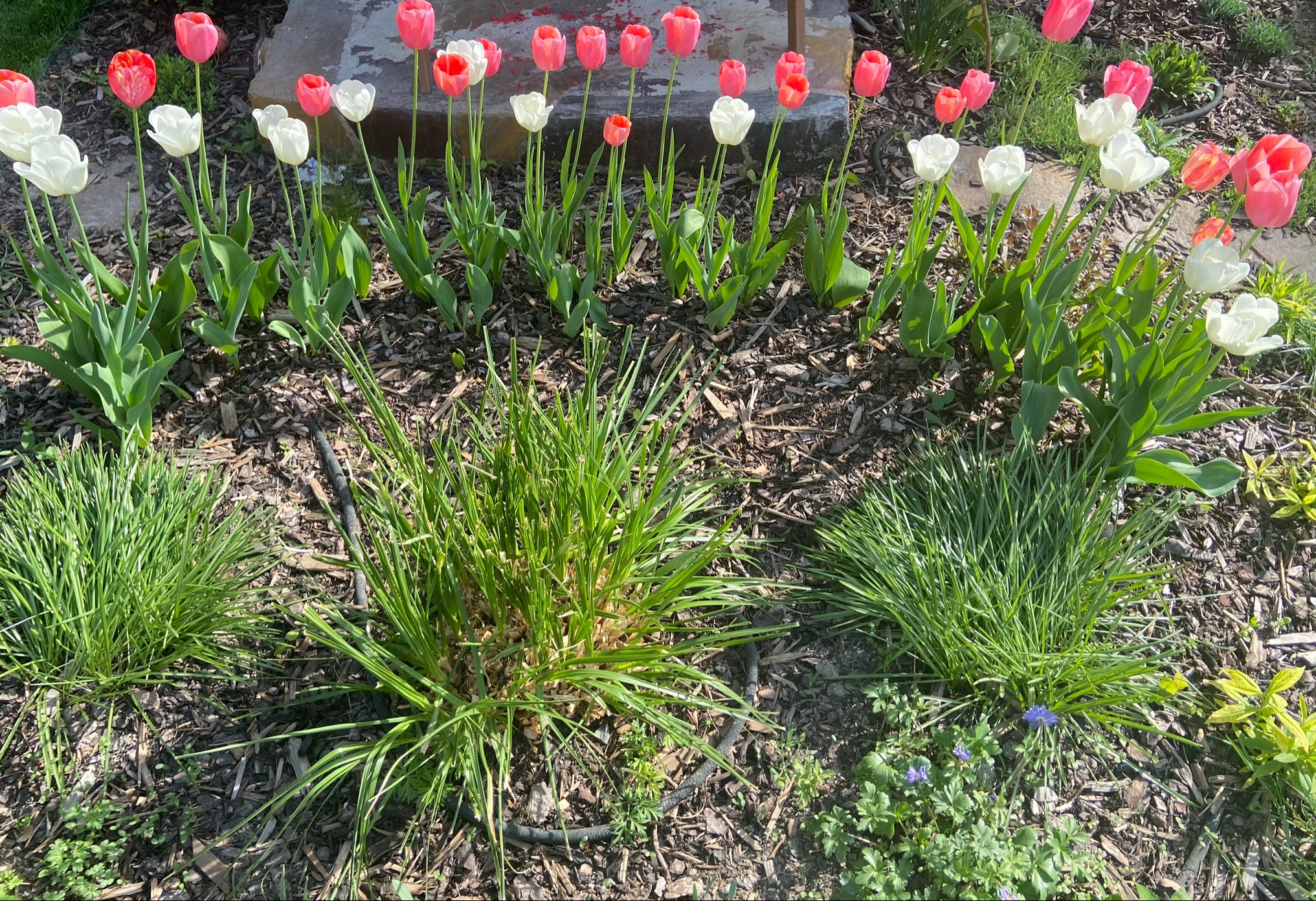 pampas trava u ukrasnoj cvjetnoj gredici