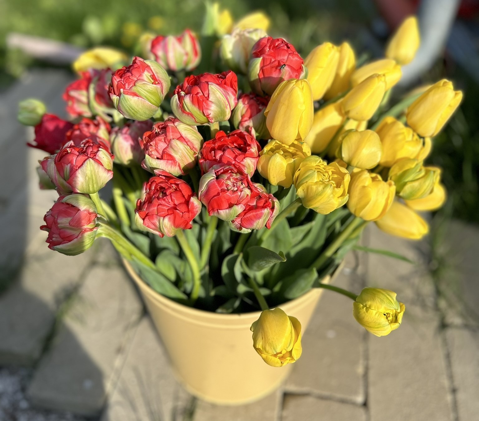buket tulipana