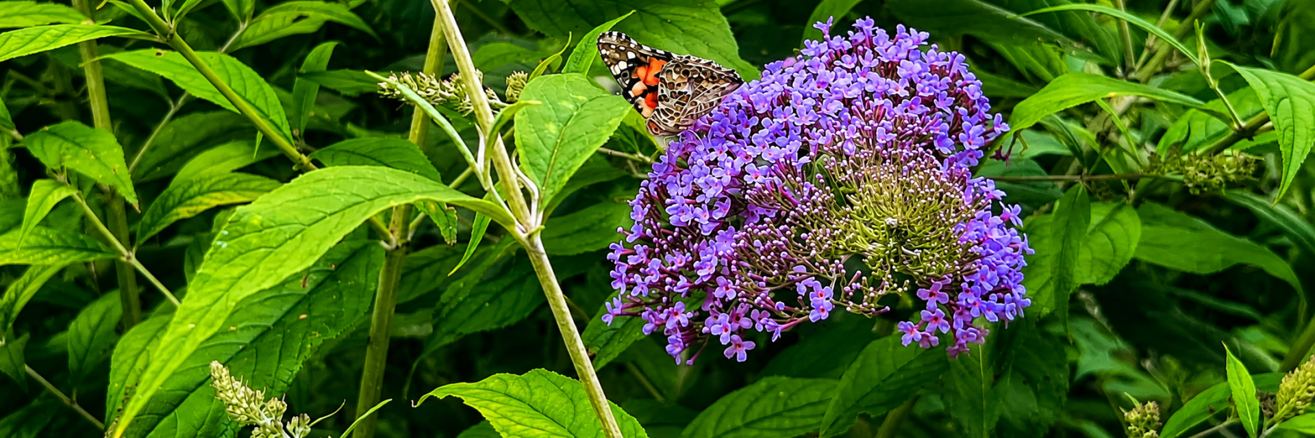 budleja-i-leptir.png budleja-a-motyl.png